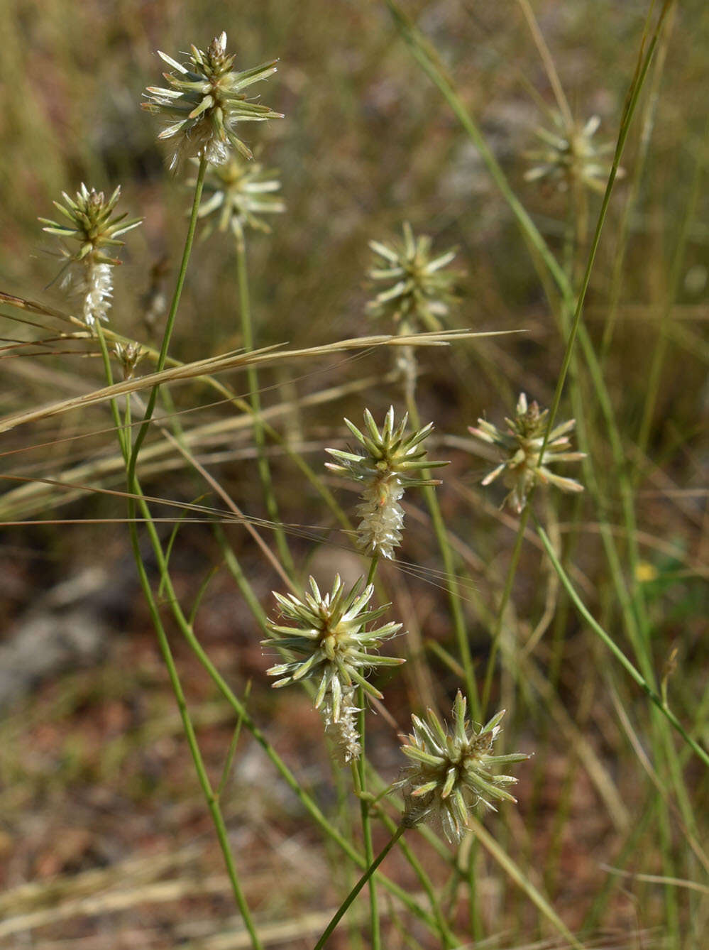 Image of Ptilotus fusiformis (R. Br.) Poir.