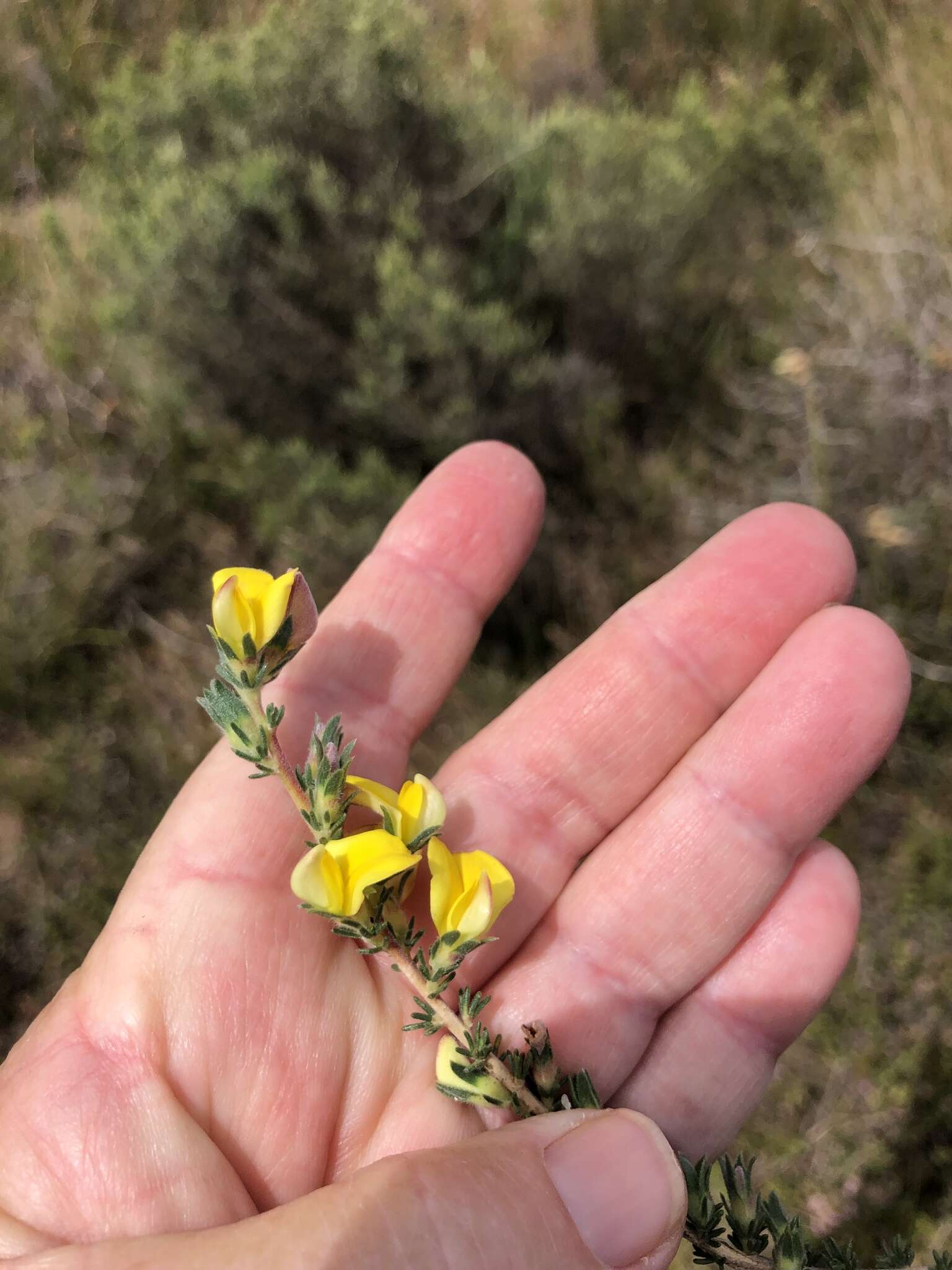 Plancia ëd Aspalathus linguiloba R. Dahlgren