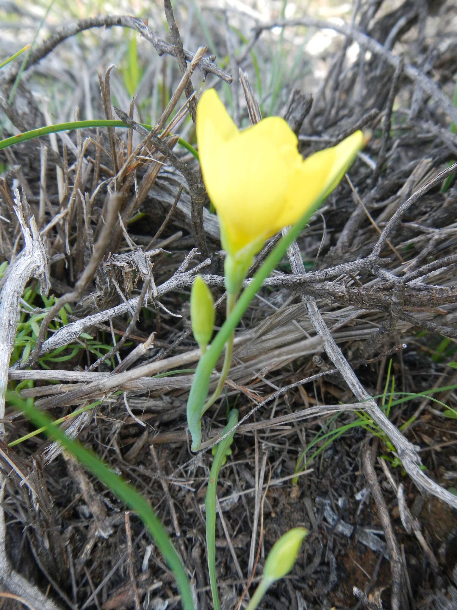 Image of Geissorhiza ornithogaloides Klatt