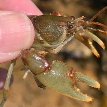 Image of <i>Cambarus franklini</i>