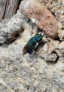 Image of <i>Chrysis iris</i>