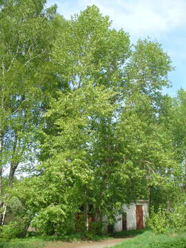 Image of Populus longifolia