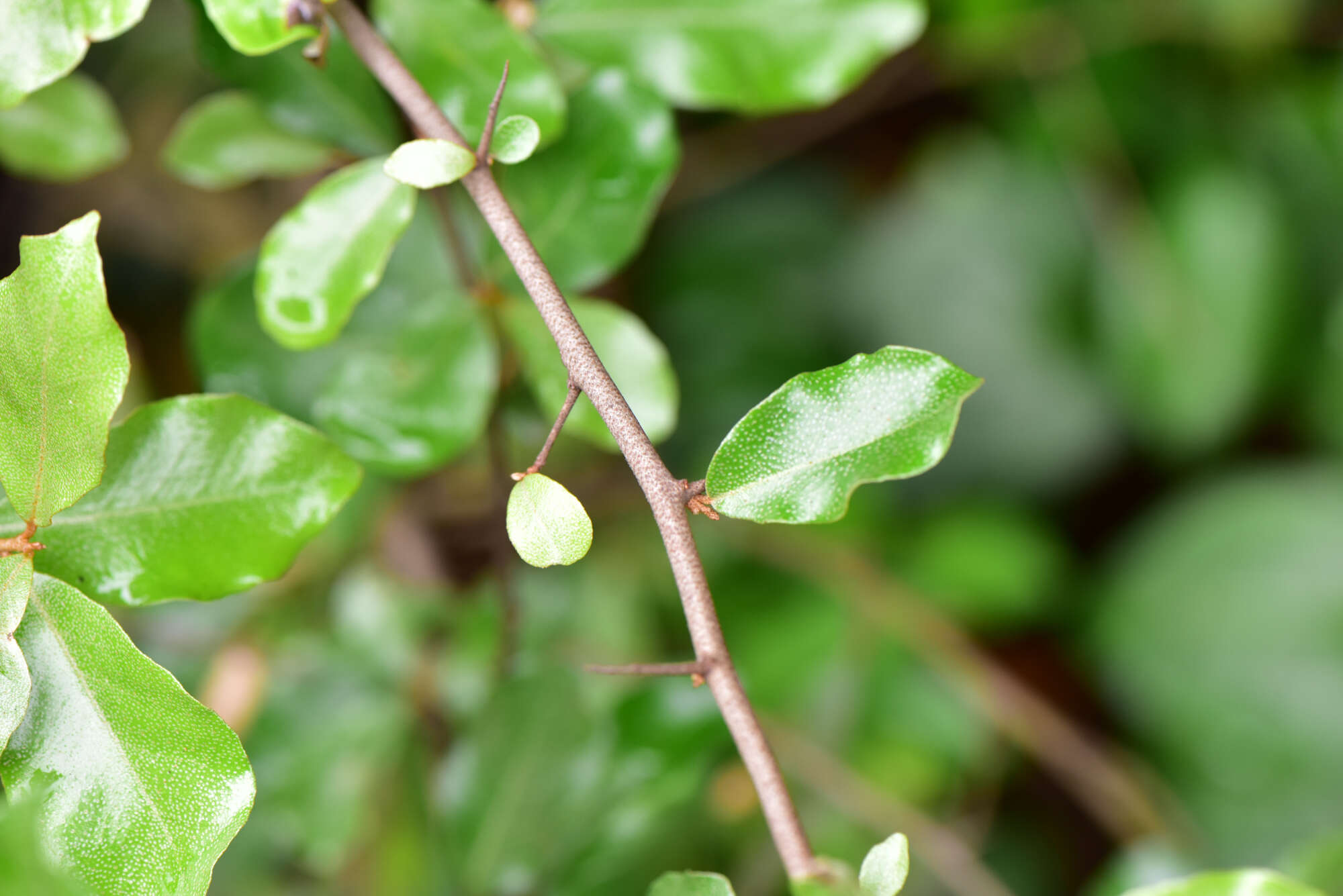 Image of Elaeagnus oldhamii Maxim.