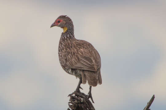 Pternistis leucoscepus (Gray & GR 1867) resmi