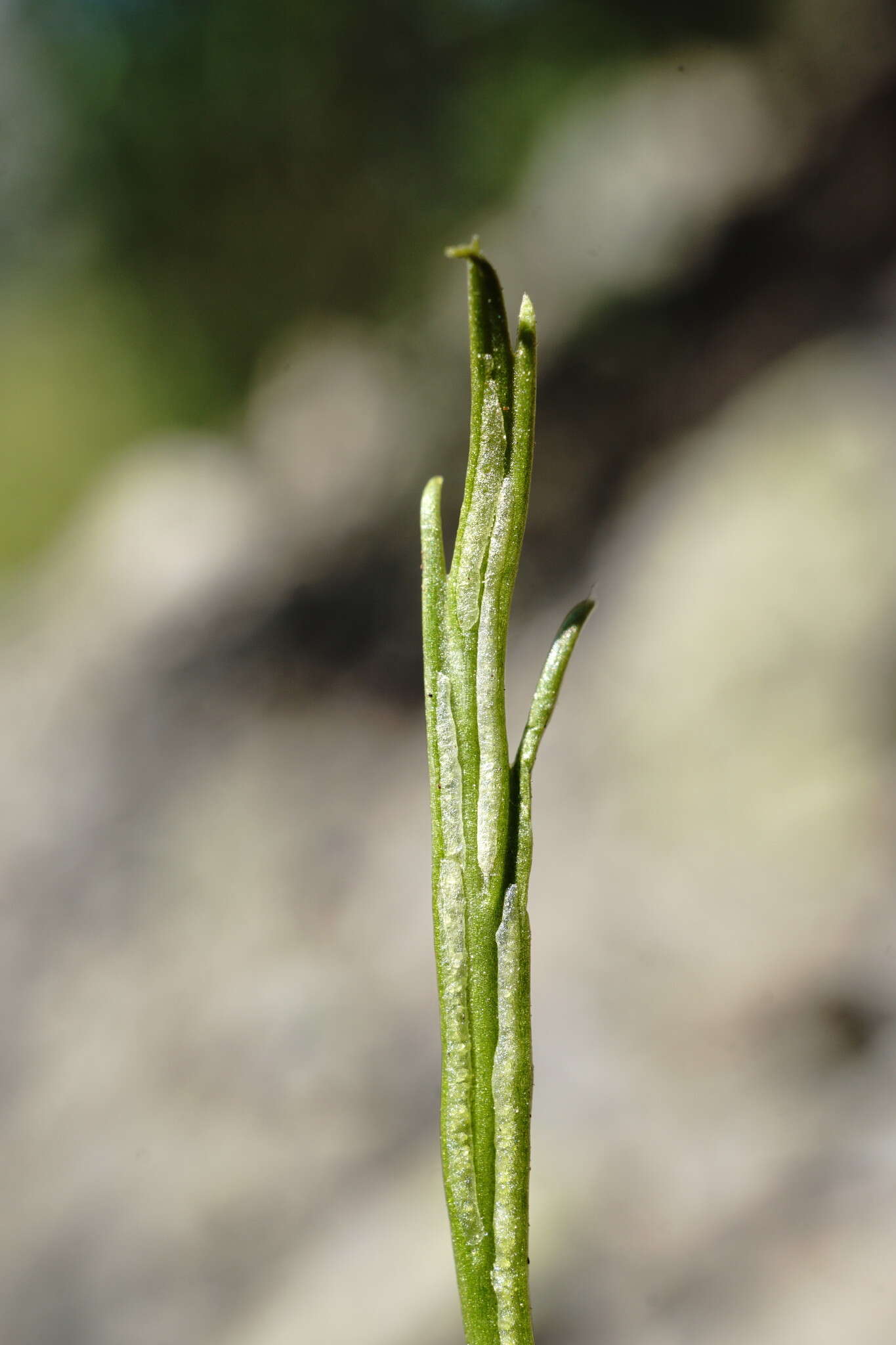 Asplenium septentrionale subsp. caucasicum Fraser-Jenkins & Lovis resmi