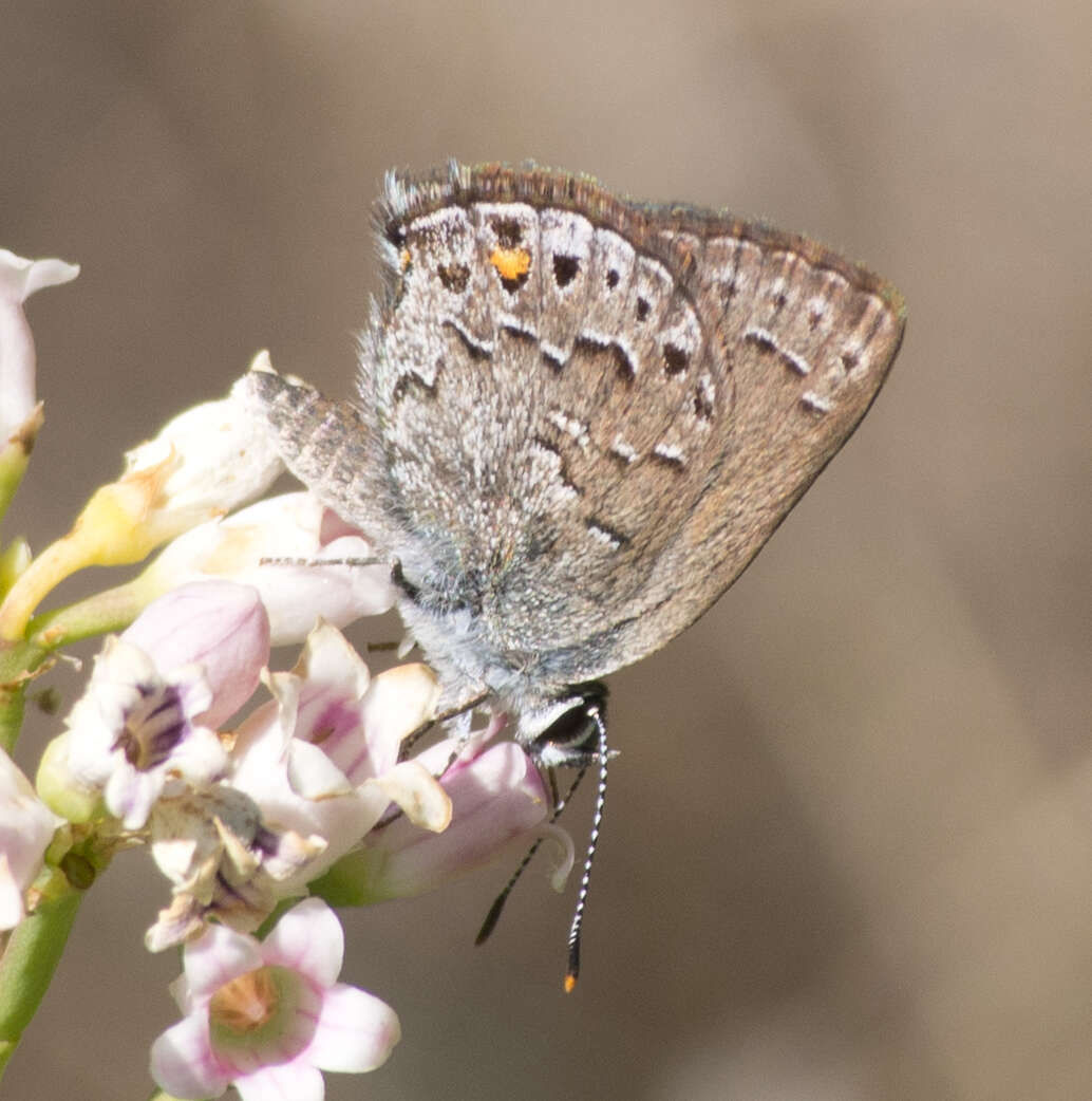 صورة Satyrium behrii (Edwards 1870)