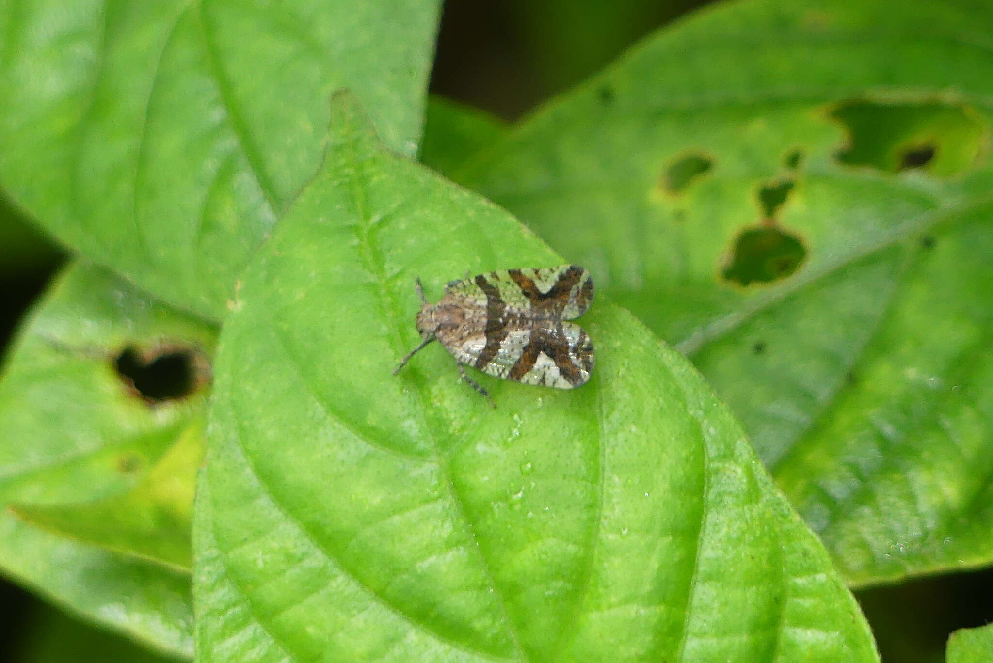 Image of Lacusa yunnanensis Chou & Huang 1985