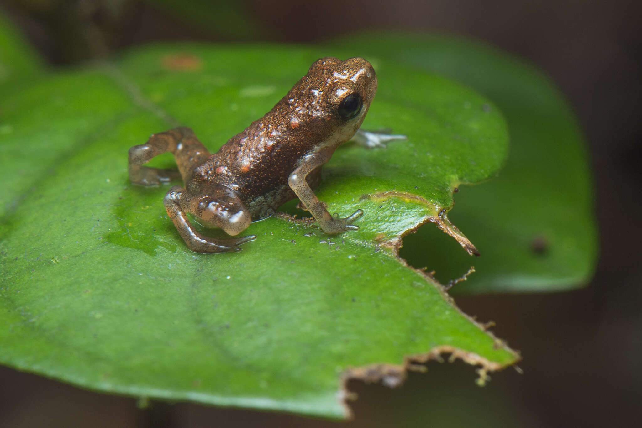 Image of Pelophryne signata (Boulenger 1895)