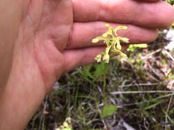 Image of Green Woodland Orchid