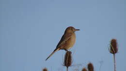 Image of Gray-bellied Shrike-Tyrant