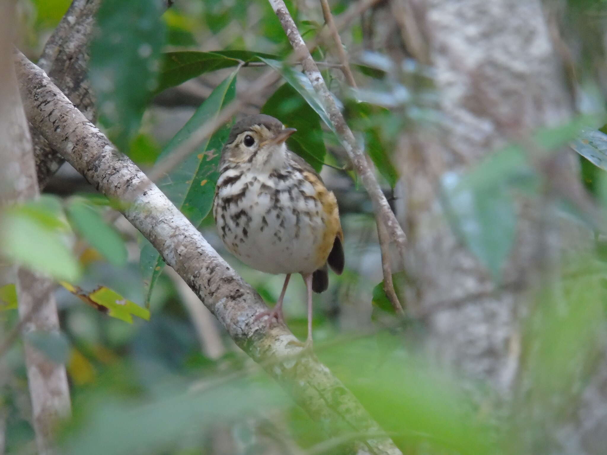 Image of White-browed Antpitta