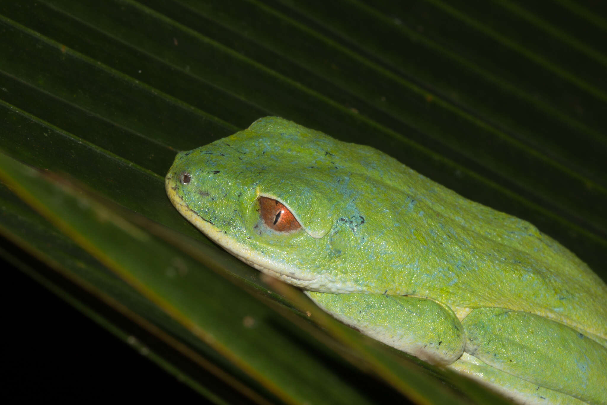 Image of Seychelles Tree Frog