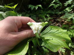 Imagem de Trillium flexipes Raf.