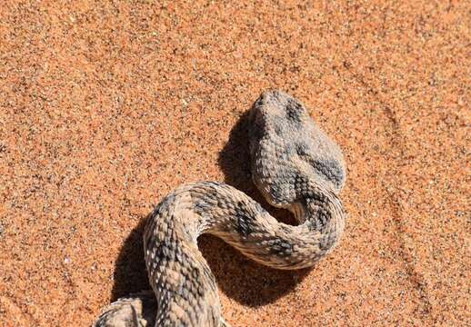 Image of Horned Adder