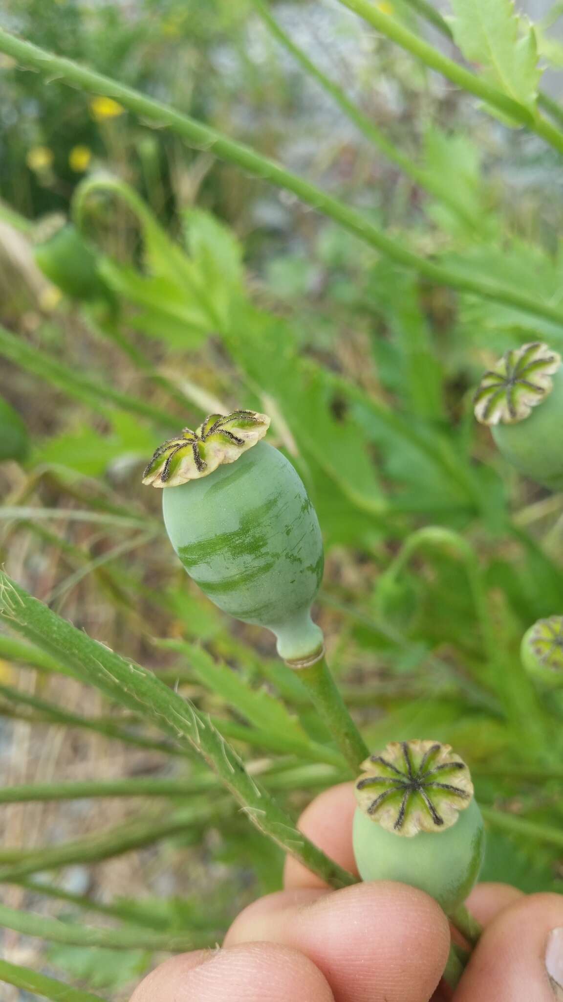 Imagem de Papaver setigerum DC.