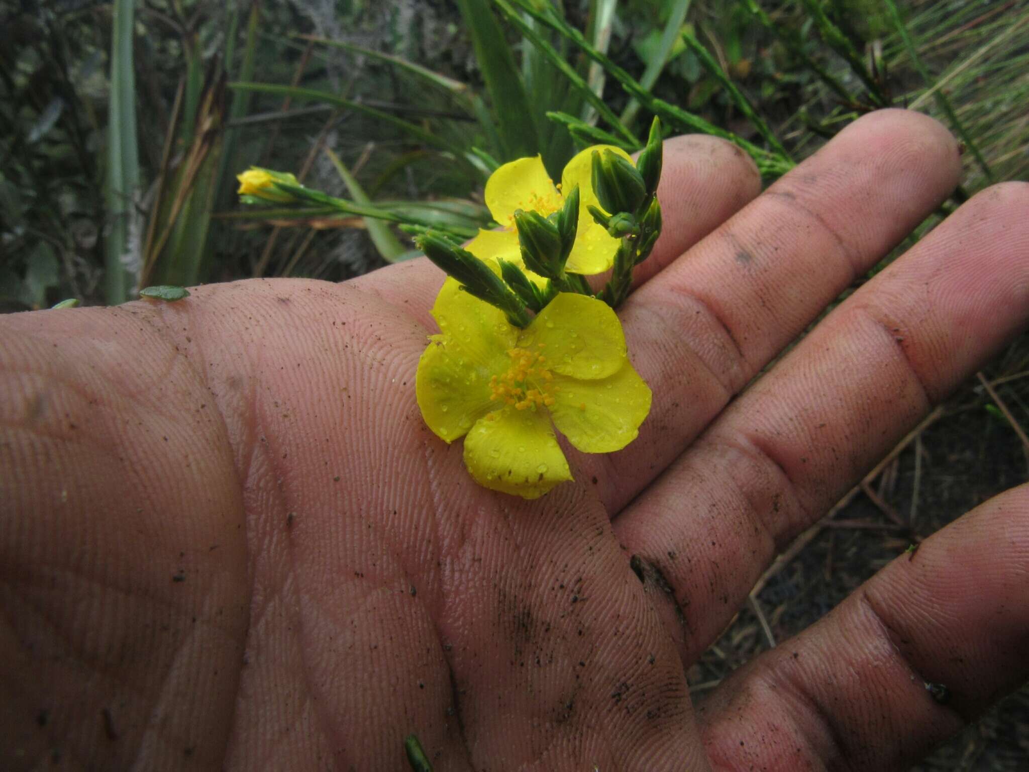 Image of Hypericum strictum (Triana & Planch.) Kunth