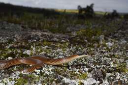 Image of Black-headed Snake