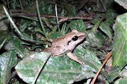 Image of Cachabi Robber Frog