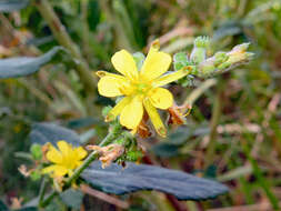 Imagem de Triumfetta rhomboidea Jacq.