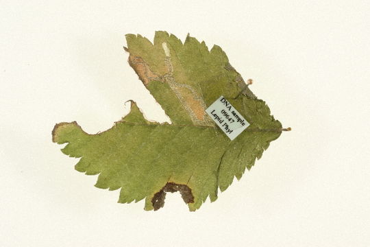 Image of <i>Stigmella lemniscella</i> (Zeller 1839) van Nieukerken 1986