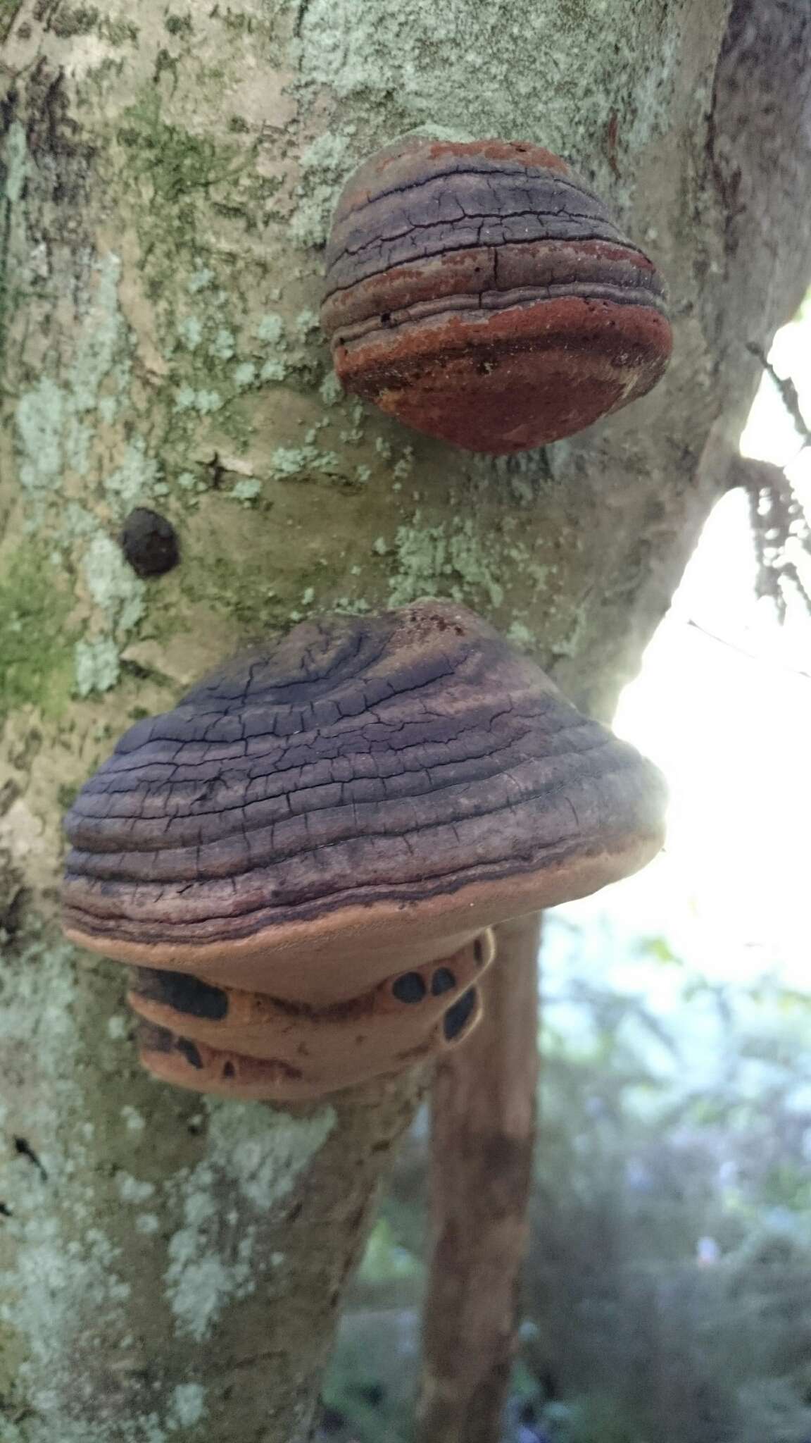 Image de Fomes fomentarius (L.) Fr.