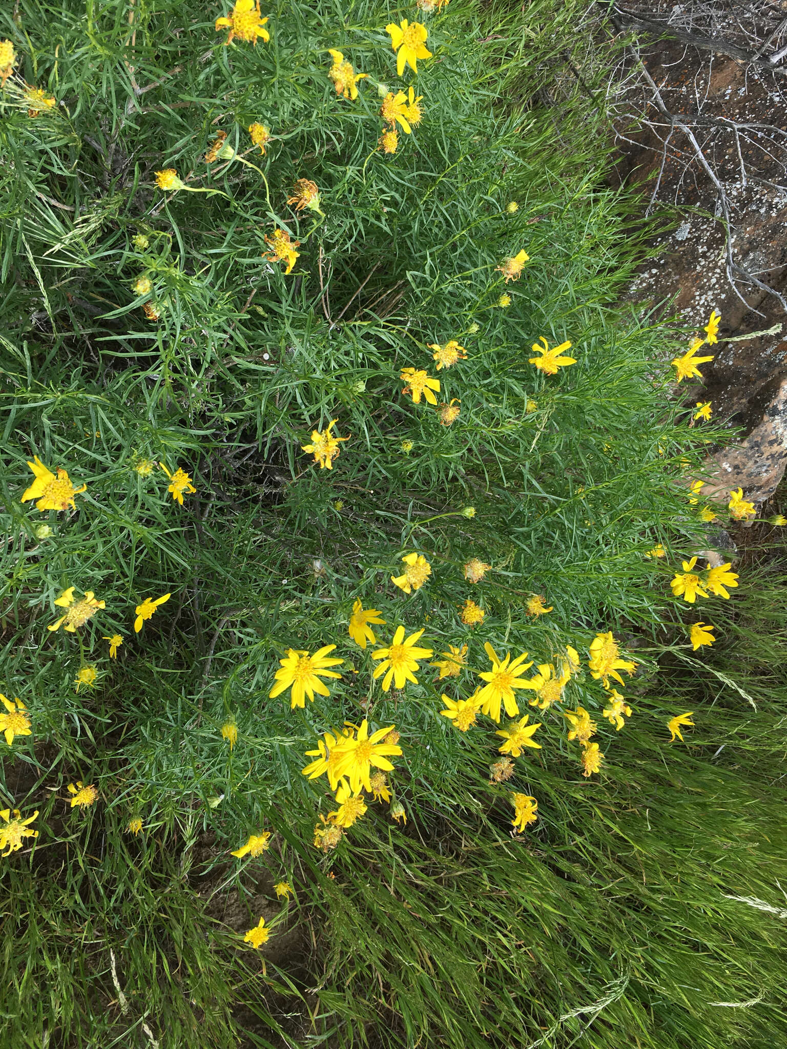 Plancia ëd Ericameria linearifolia (DC.) L. E. Urbatsch & J. R. Wussow