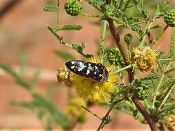 Слика од Acmaeodera gibbula Le Conte 1858