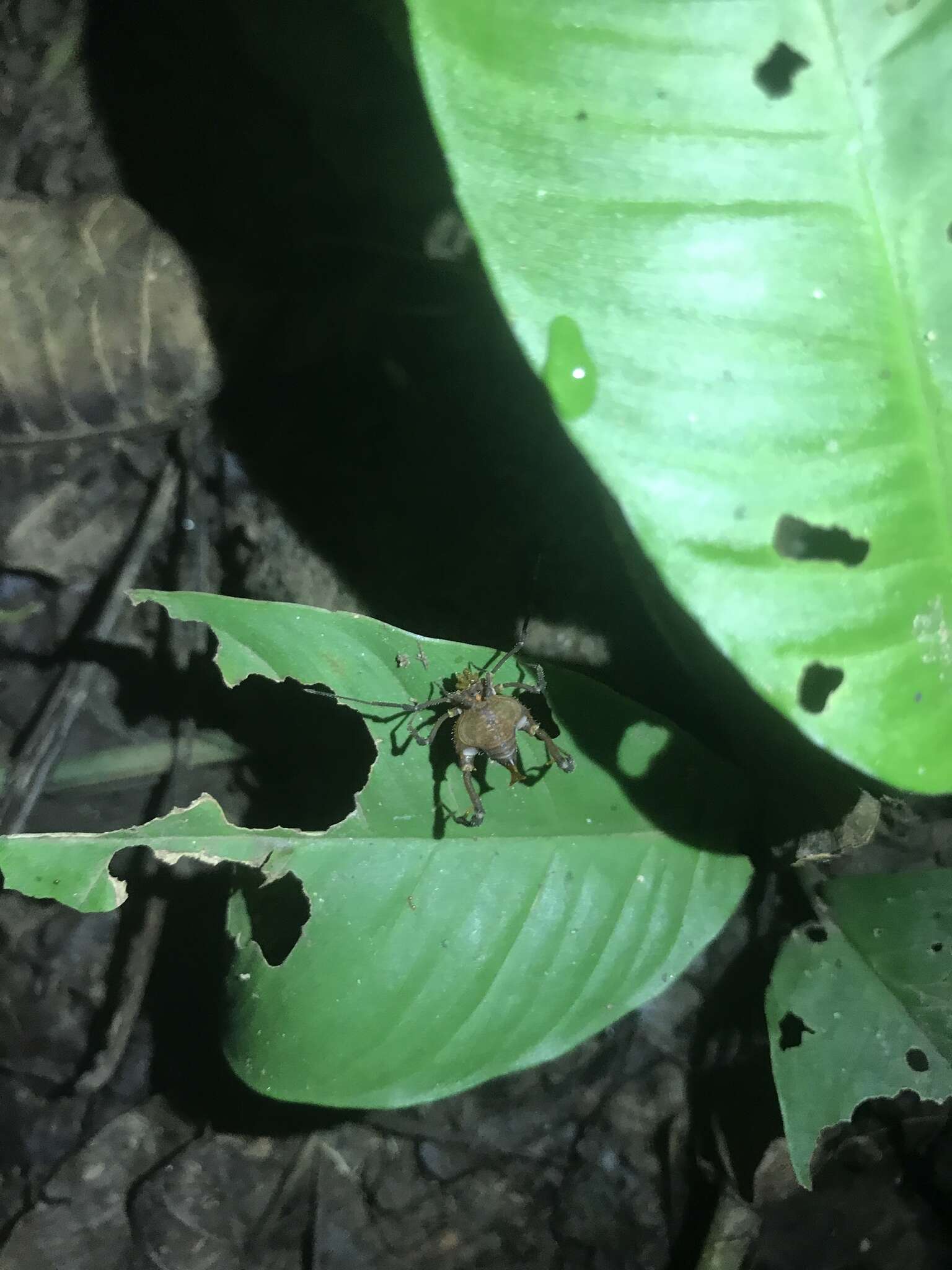 Image of Glysterus costaricensis (Roewer 1943)