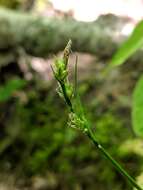 Image of fibrousroot sedge