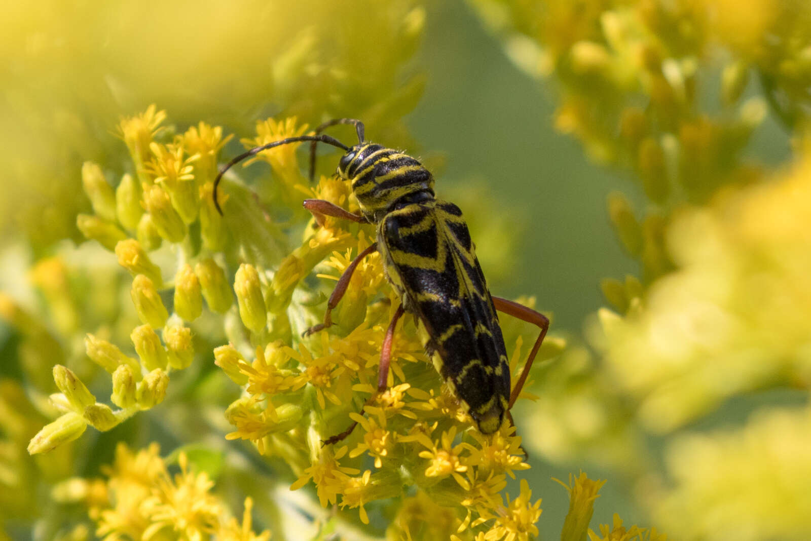 Image of Locust Borer