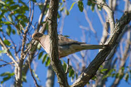 Imagem de Zenaida macroura (Linnaeus 1758)