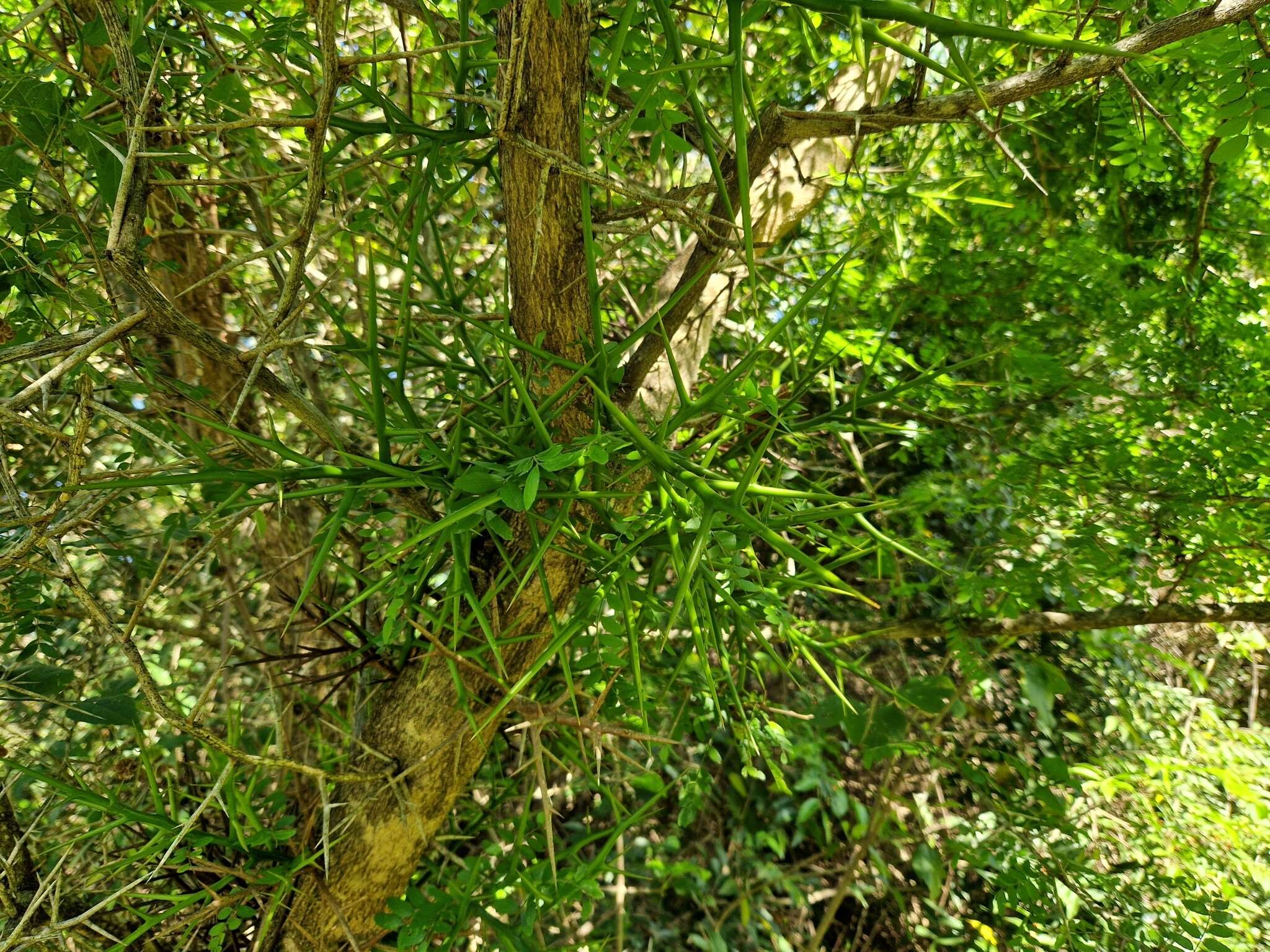 Image of Gleditsia amorphoides (Griseb.) Taub.