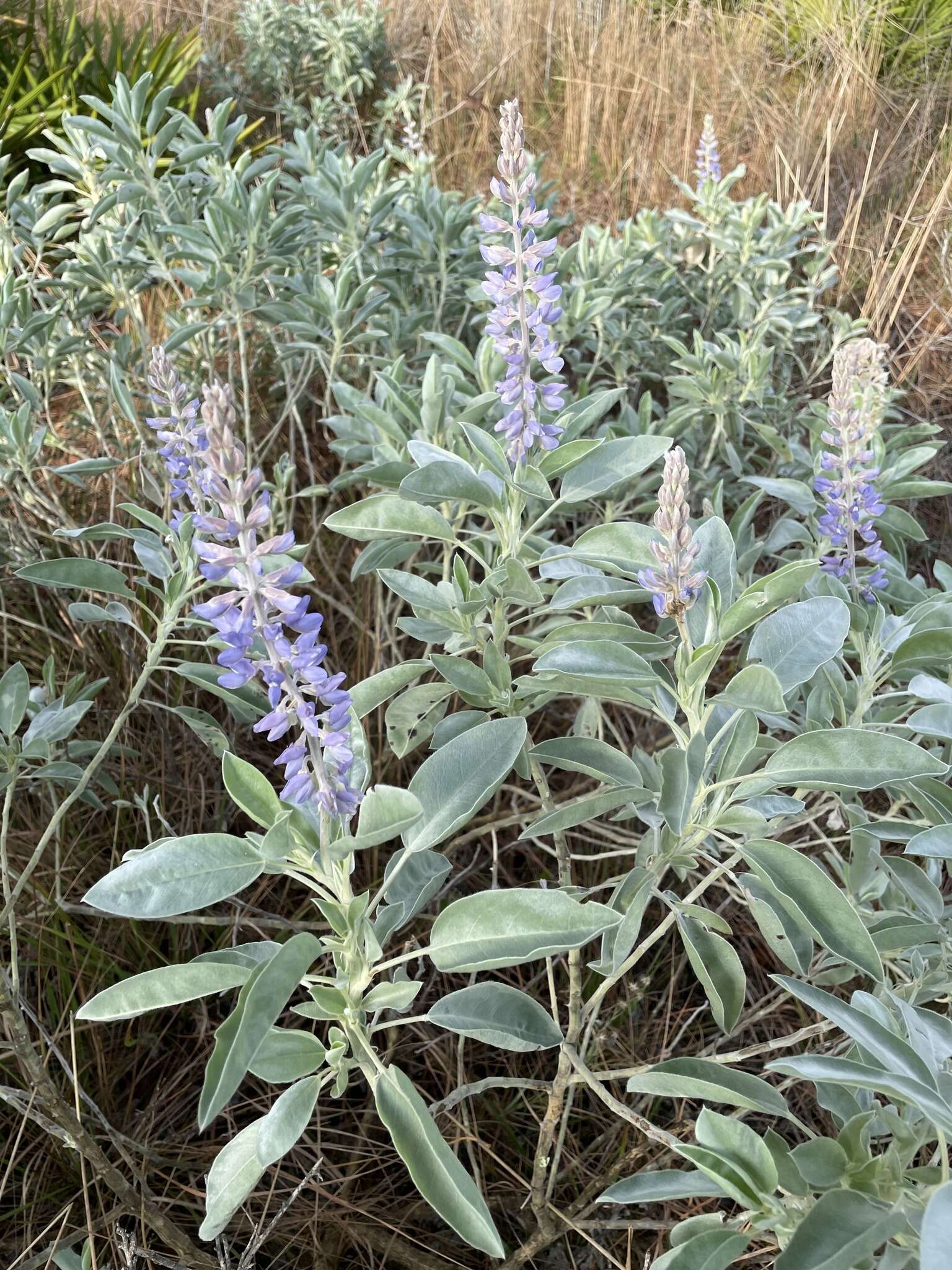 Image of sky-blue lupine