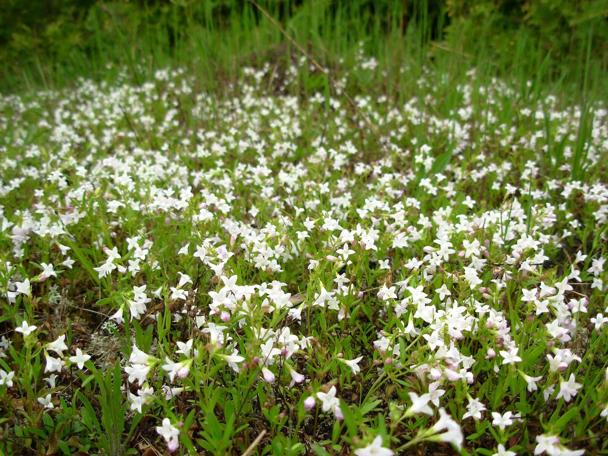 Image of longleaf summer bluet