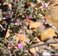 Image of <i>Indigofera alopecuroides</i> var. <i>minor</i> E. Mey.