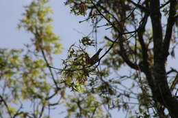 Image of Passer domesticus domesticus (Linnaeus 1758)