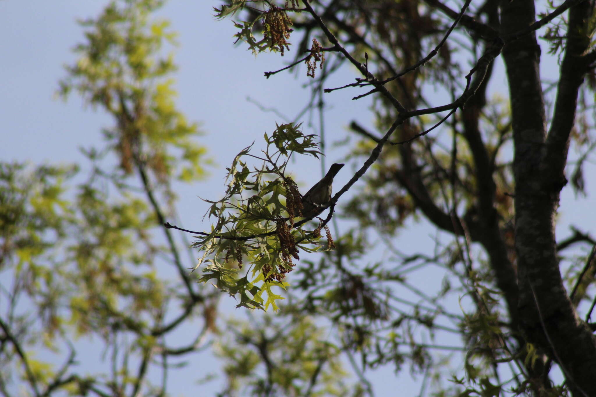 Image of Passer domesticus domesticus (Linnaeus 1758)