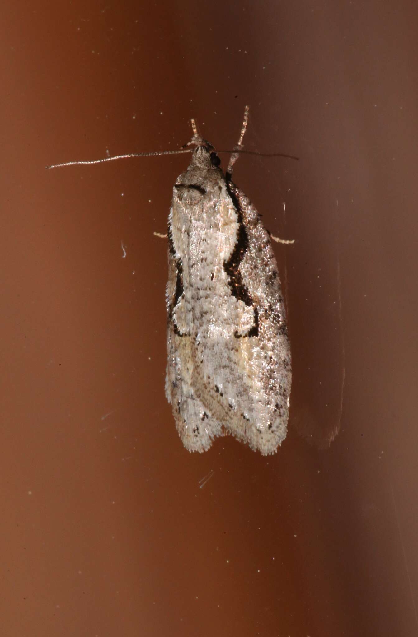 Image of Packard's Concealer Moth