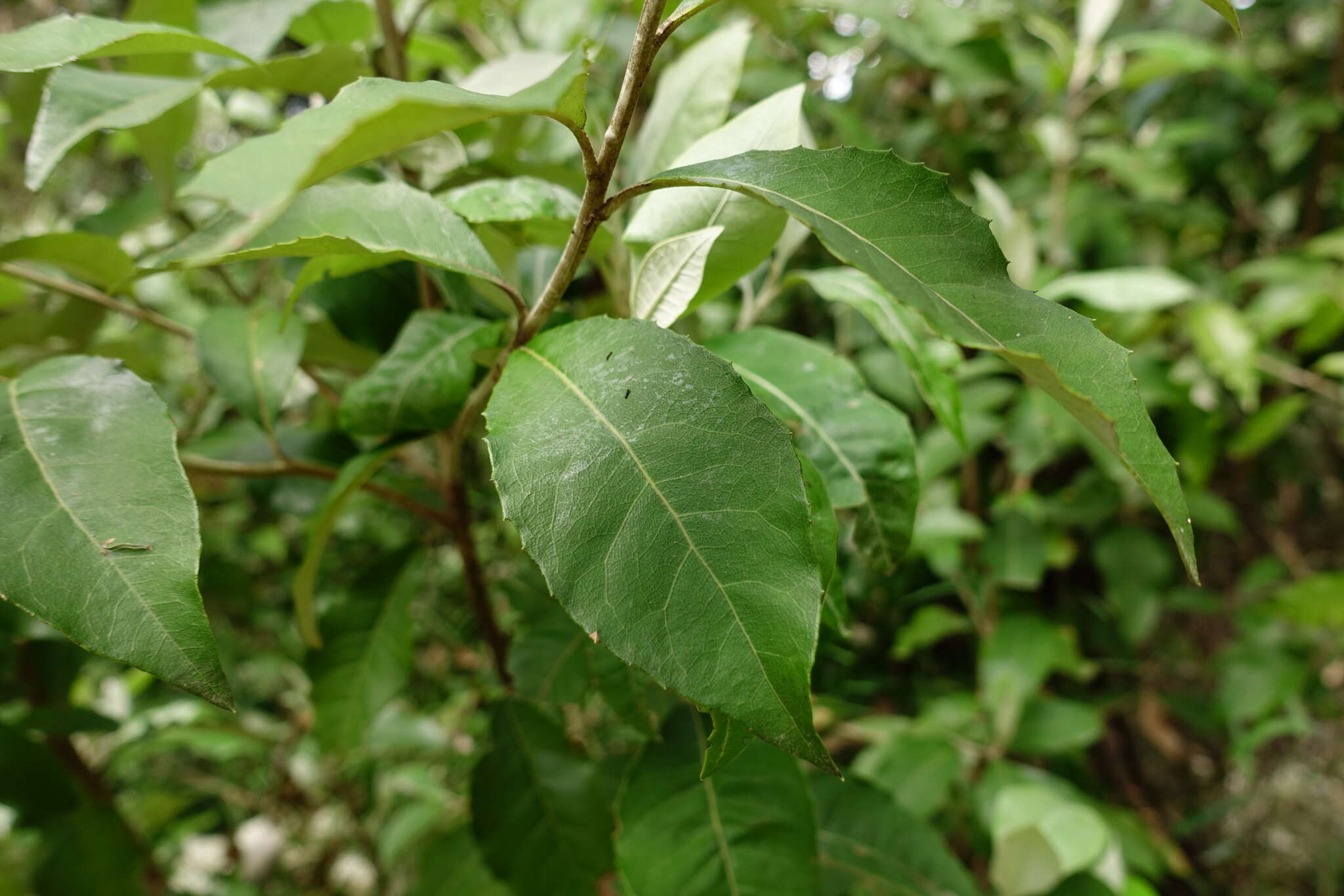 Olearia argophylla (Labill.) F. Müll. resmi