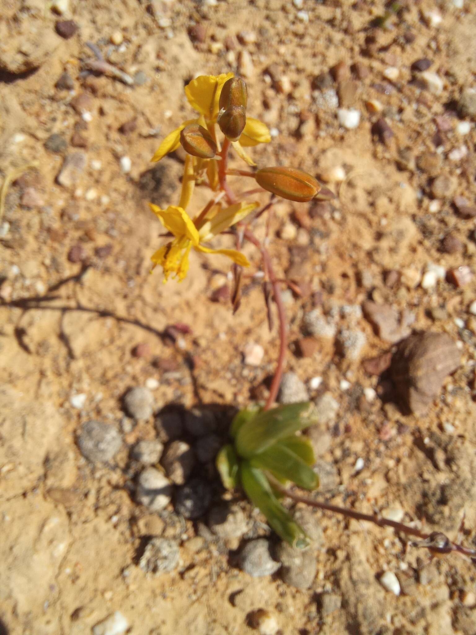 Image of Bulbine succulenta Compton