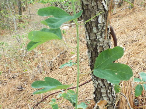 Passiflora affinis Engelm. ex A. Gray的圖片