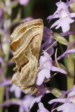 Image of Euchalcia variabilis Piller 1783