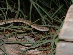 Image of Bothrops diporus Cope 1862