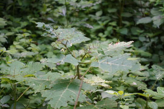 Sivun Solanum aculeatissimum Jacquin kuva