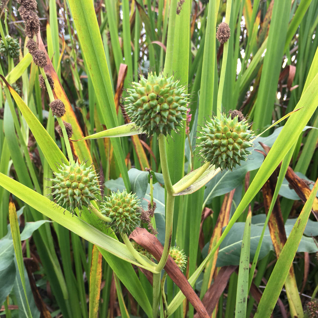 Image of big bur-reed