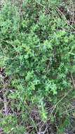 Image of graceful bedstraw