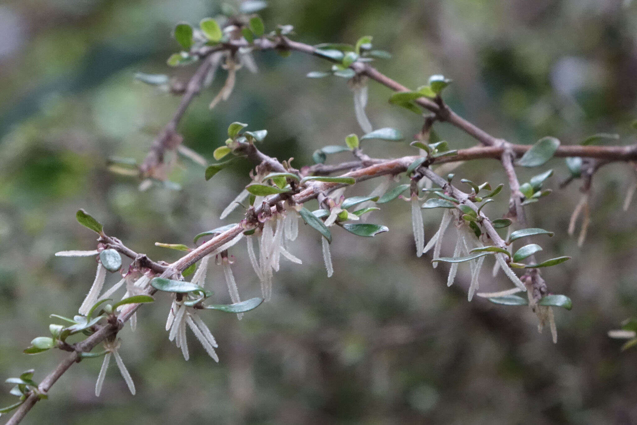 صورة Coprosma dumosa (Cheeseman) G. T. Jane