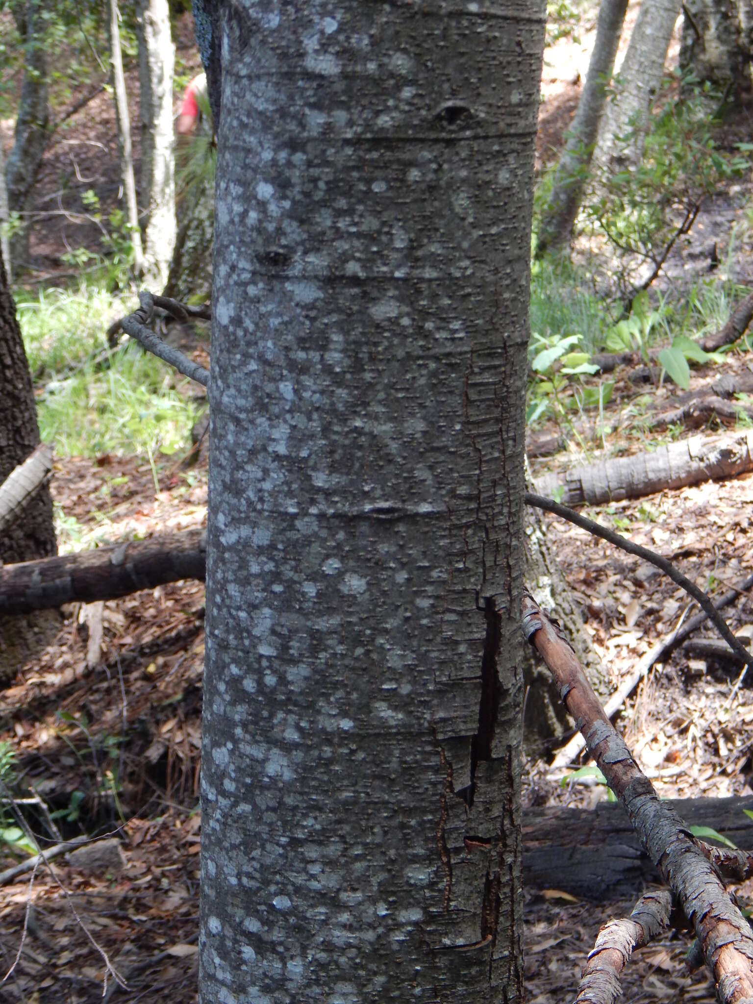 Image of Alnus acuminata subsp. arguta (Schltdl.) Furlow
