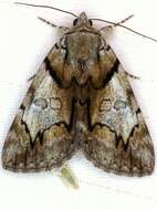 Image of Hawthorn Underwing