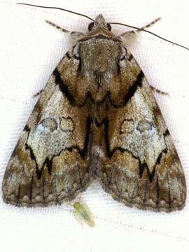 Image of Hawthorn Underwing